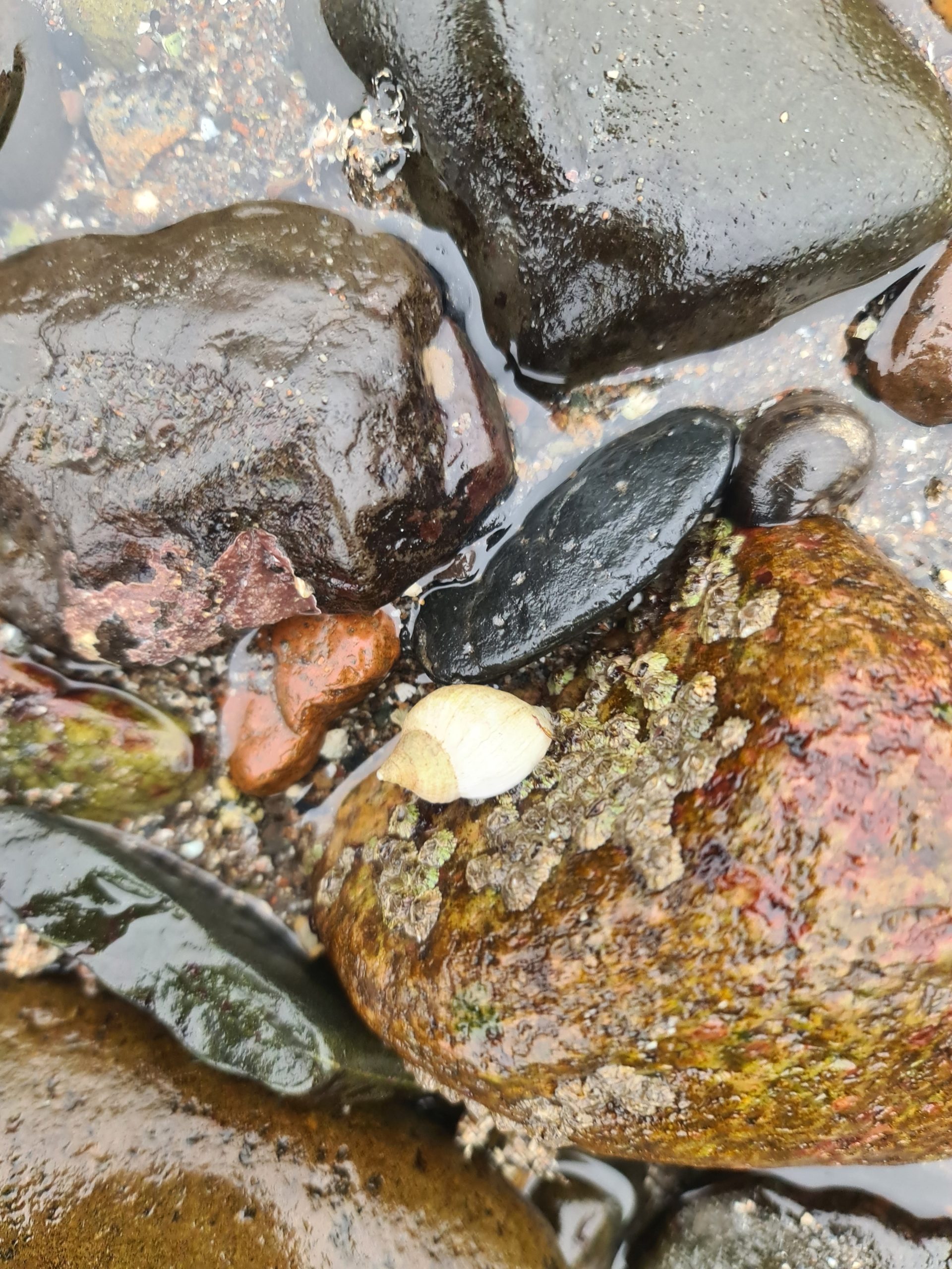 Quote Land as commodity or community Leopold